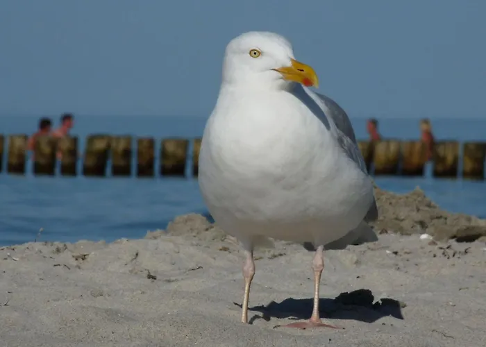 Janet Ratschkowski By Interhome 펜션 바르트